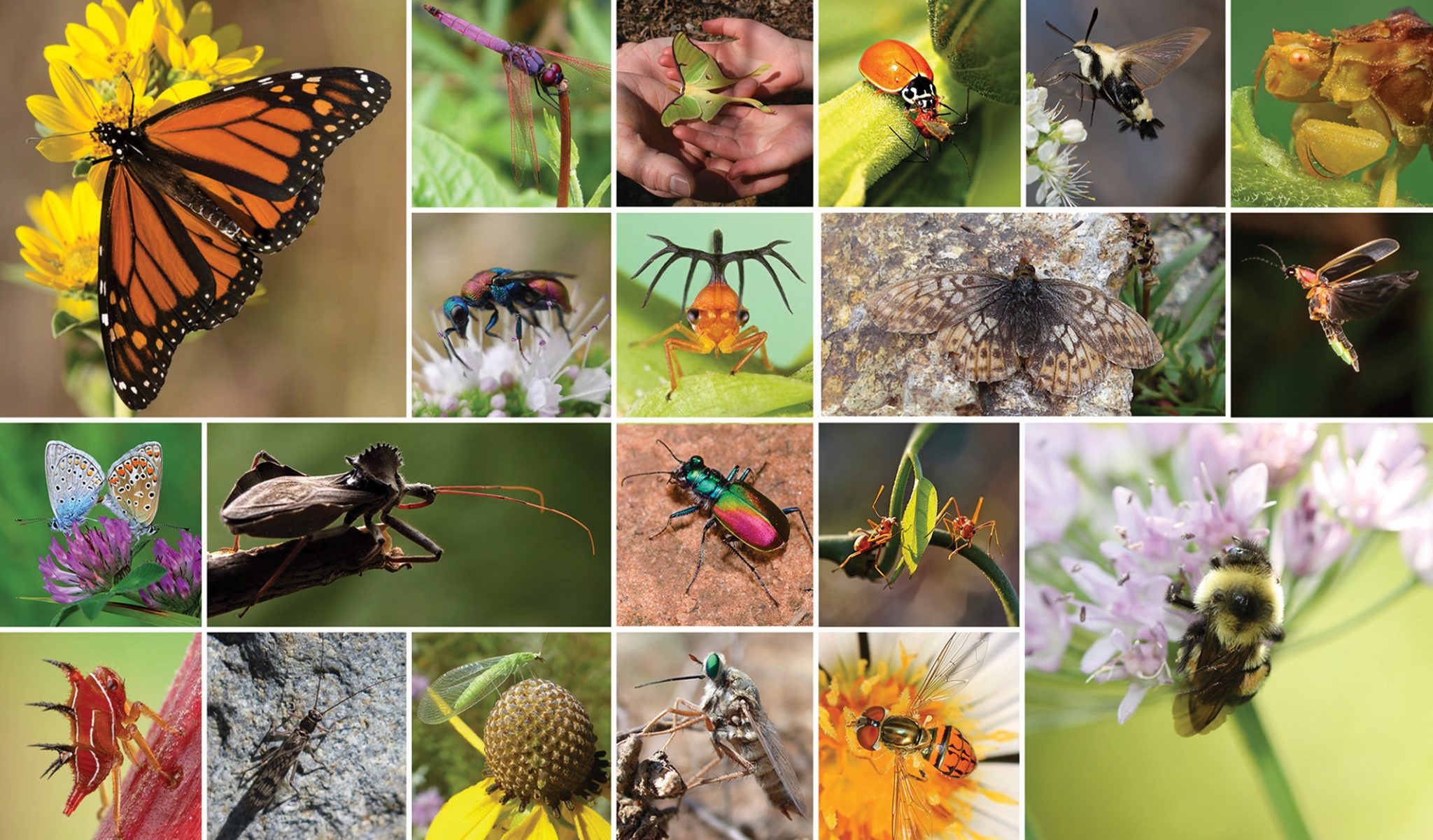 Declines in insect abundance and diversity: We know enough to act now ...