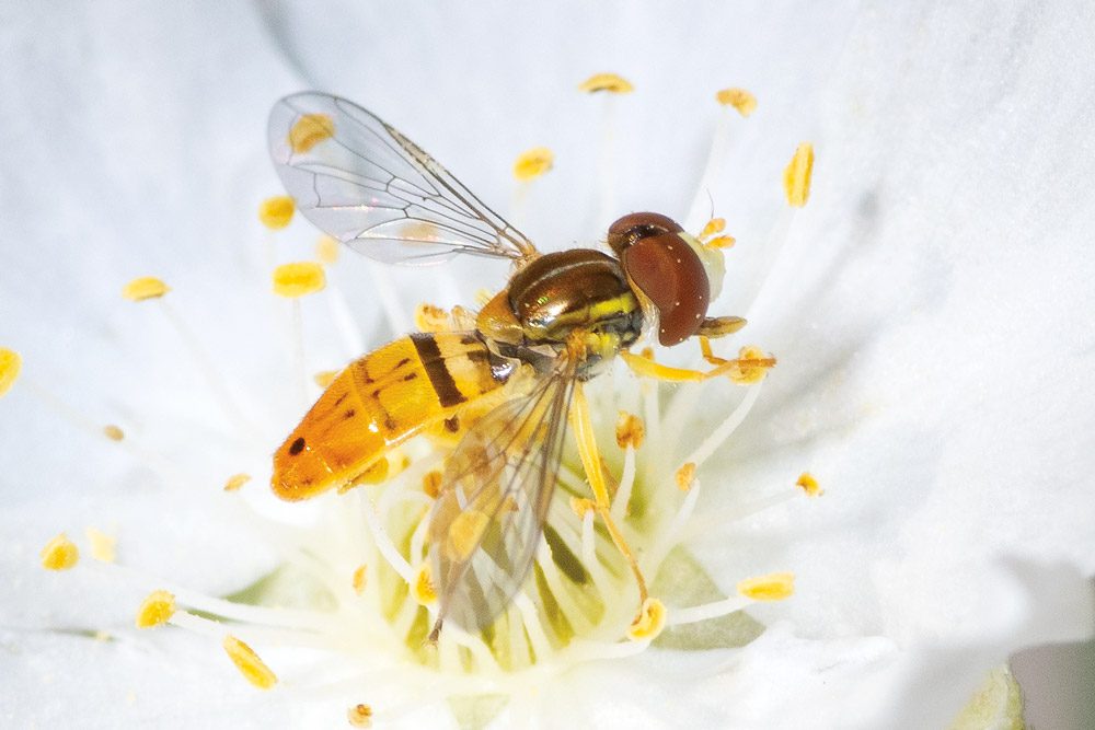 hoverfly
