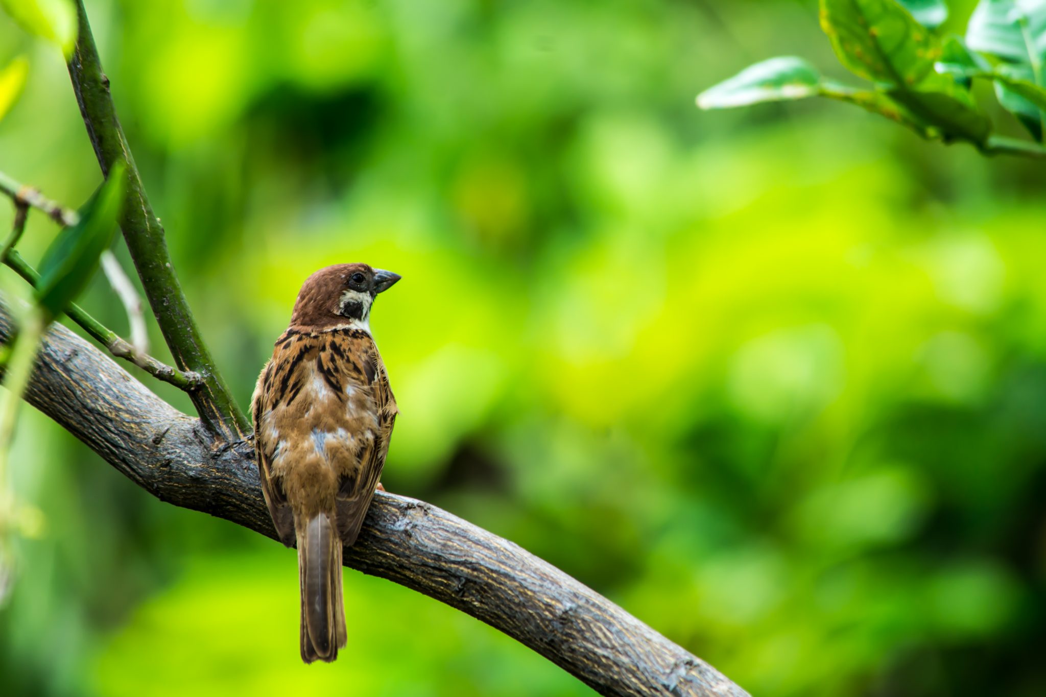 10-amazing-rescues-of-sick-injured-and-abandoned-birds-gottlieb