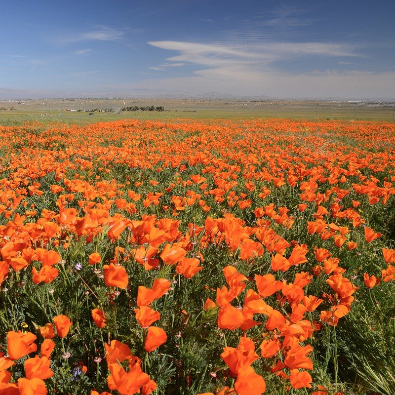 8 Best Places To See Spring Flowers In Southern California Gottlieb