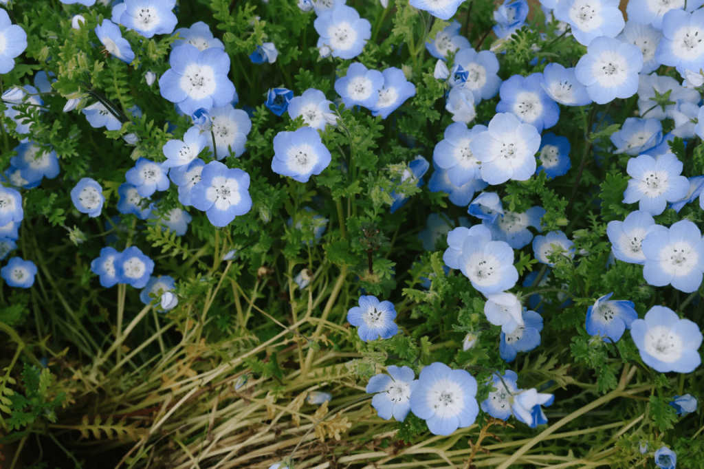 This hidden garden is bursting with native plants. Here’s how to get ...