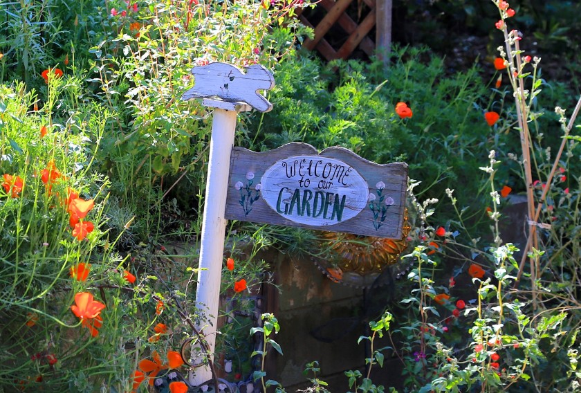 San Diego Chapter Queues Up Events For California Native Plant Week Gottlieb Native Garden 3571