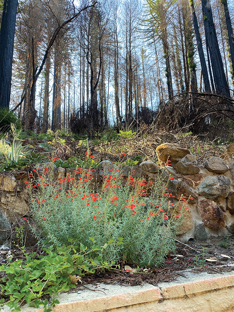 How plants survive through the heat Gottlieb Native Garden