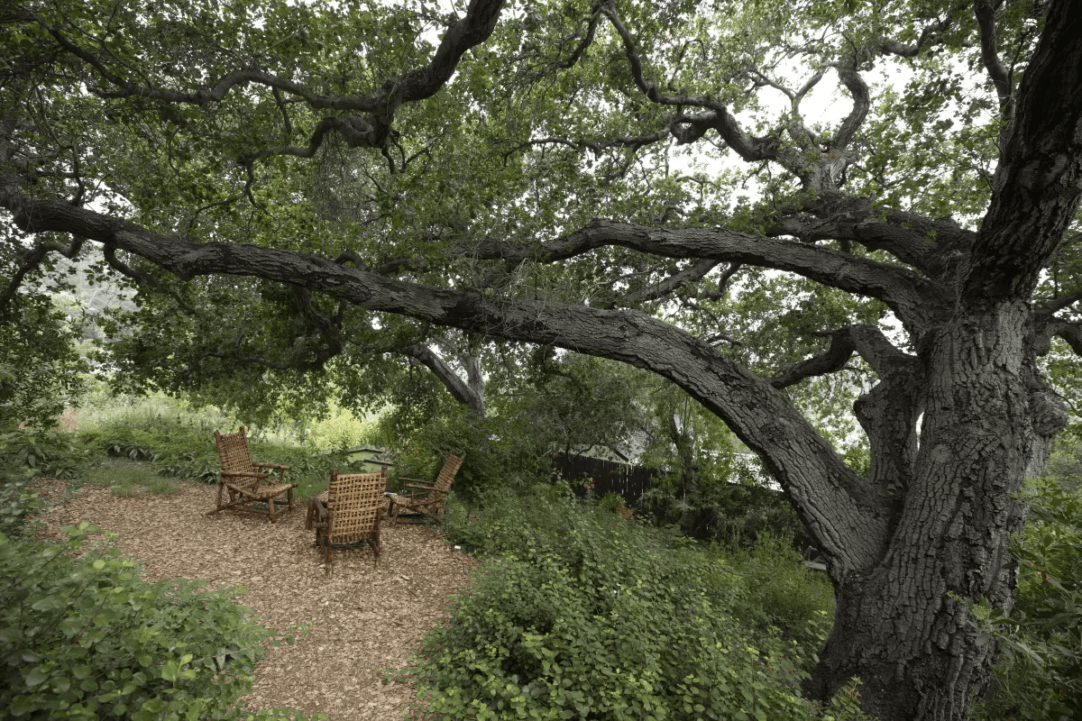 Letters to the Editor Plant a native garden to see real California