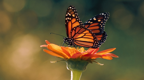 Quebec communities help endangered monarchs with butterfly-friendly ...