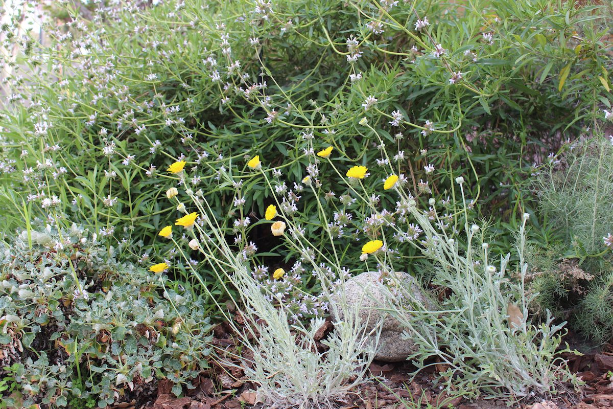 Support biodiversity by landscaping with native plants Redbud Society