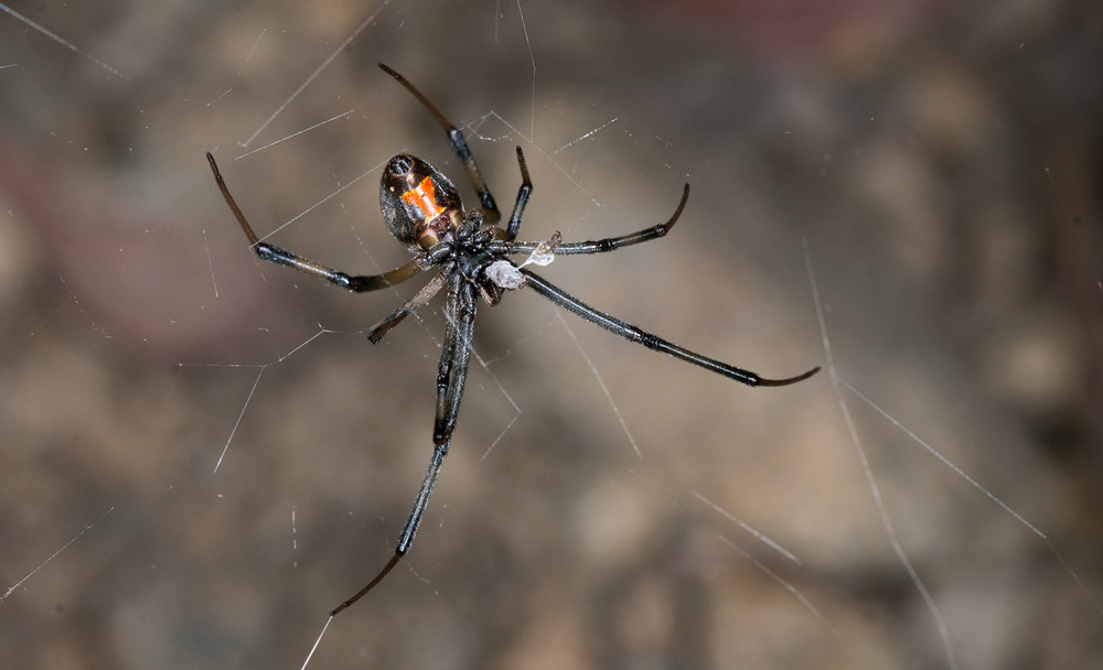 A Brown Widow Invasion - Gottlieb Native Garden