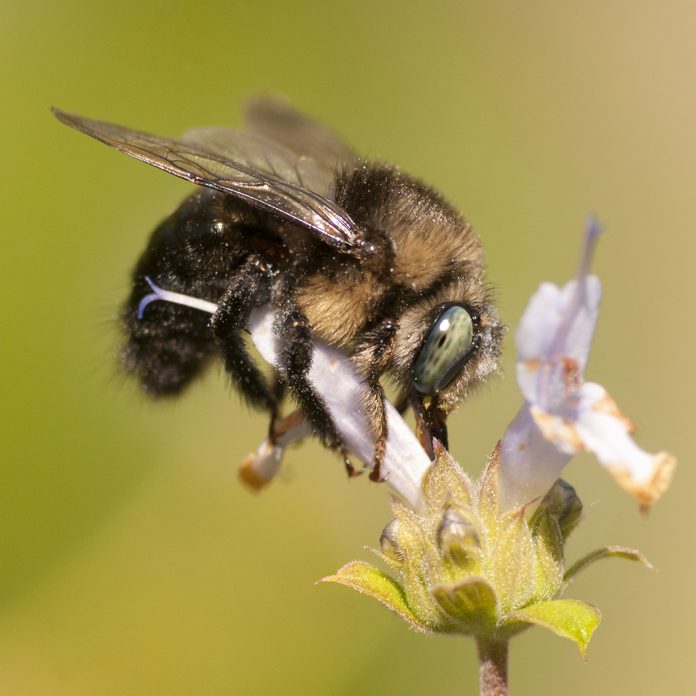 Diversity of Native Bees - Gottlieb Native Garden