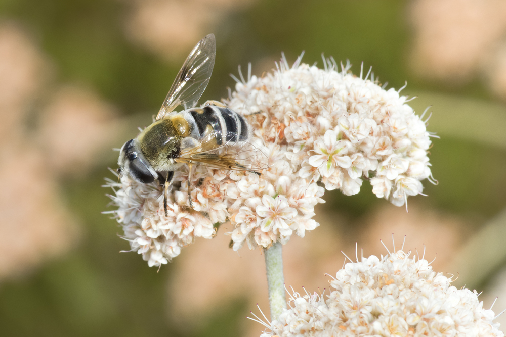 Honey Bee On Buckwheat Gottlieb Native Garden