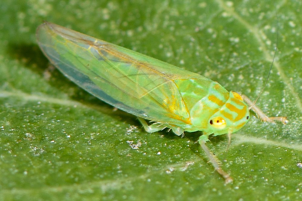 leafhopper