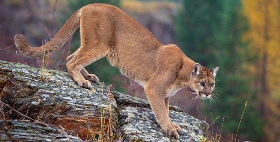 California Asked to List Mountain Lions as Endangered - Gottlieb Native