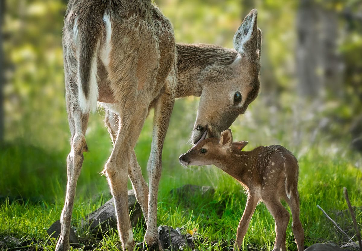 National Wildlife Day – September 4, 2019 - Gottlieb Native Garden
