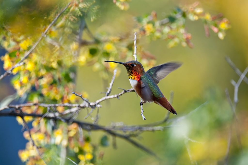 susan-gottlieb-hummingbird-image