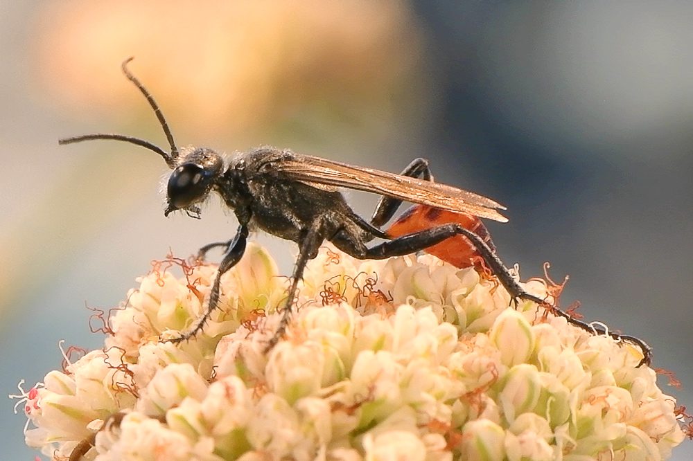 wasp